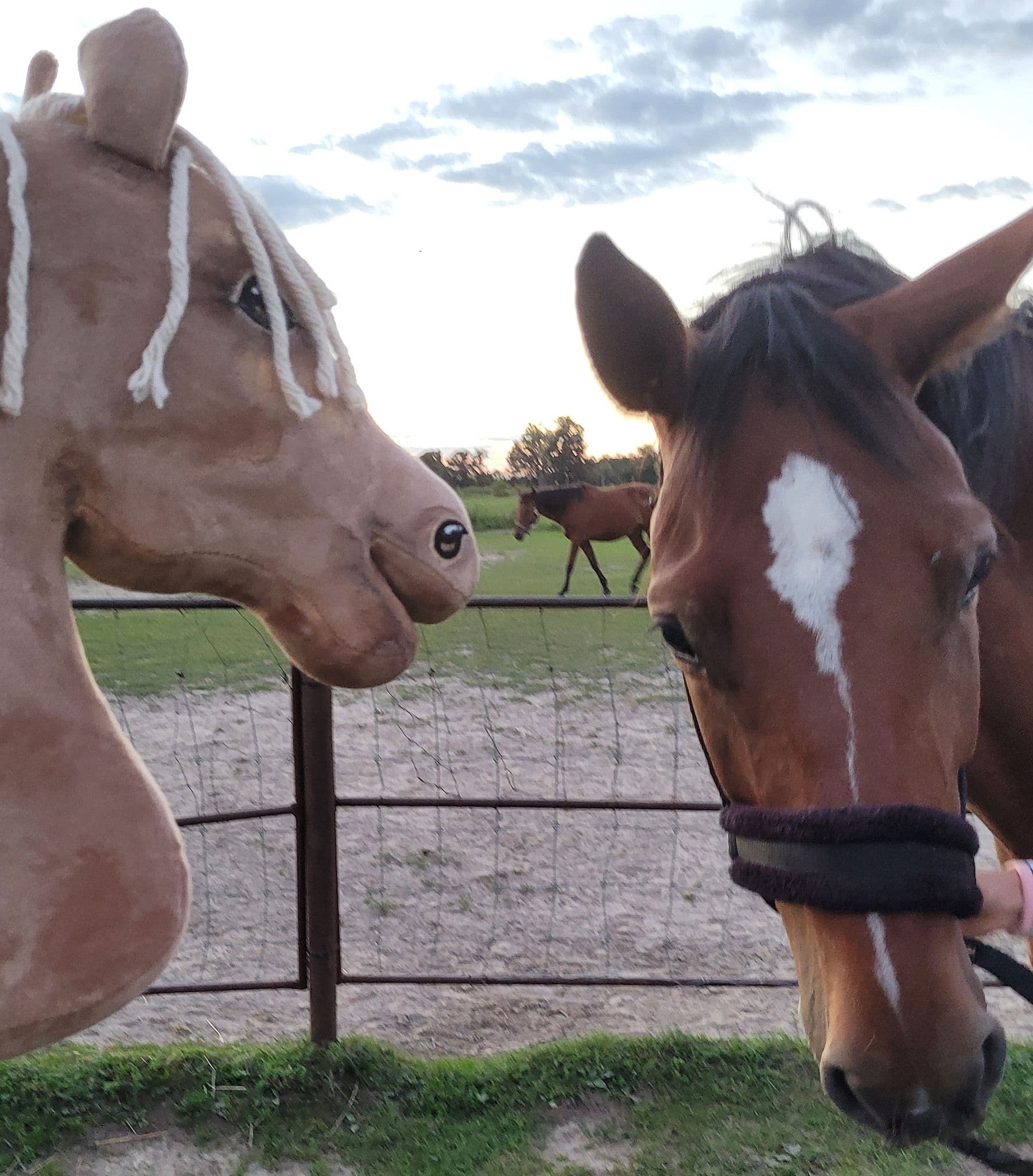 Hobby Horse Duży koń na kiju Premium - izabelowaty  A3